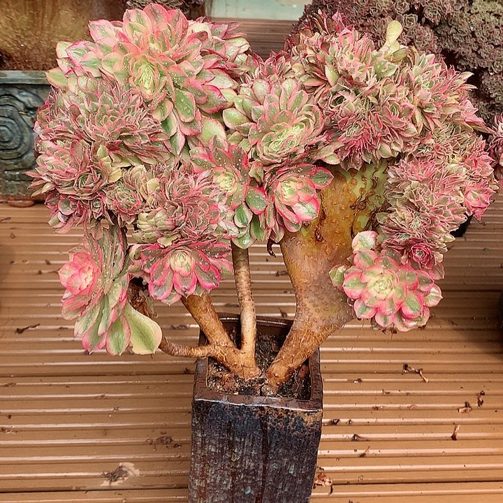 万白朵朵脱土发货啊