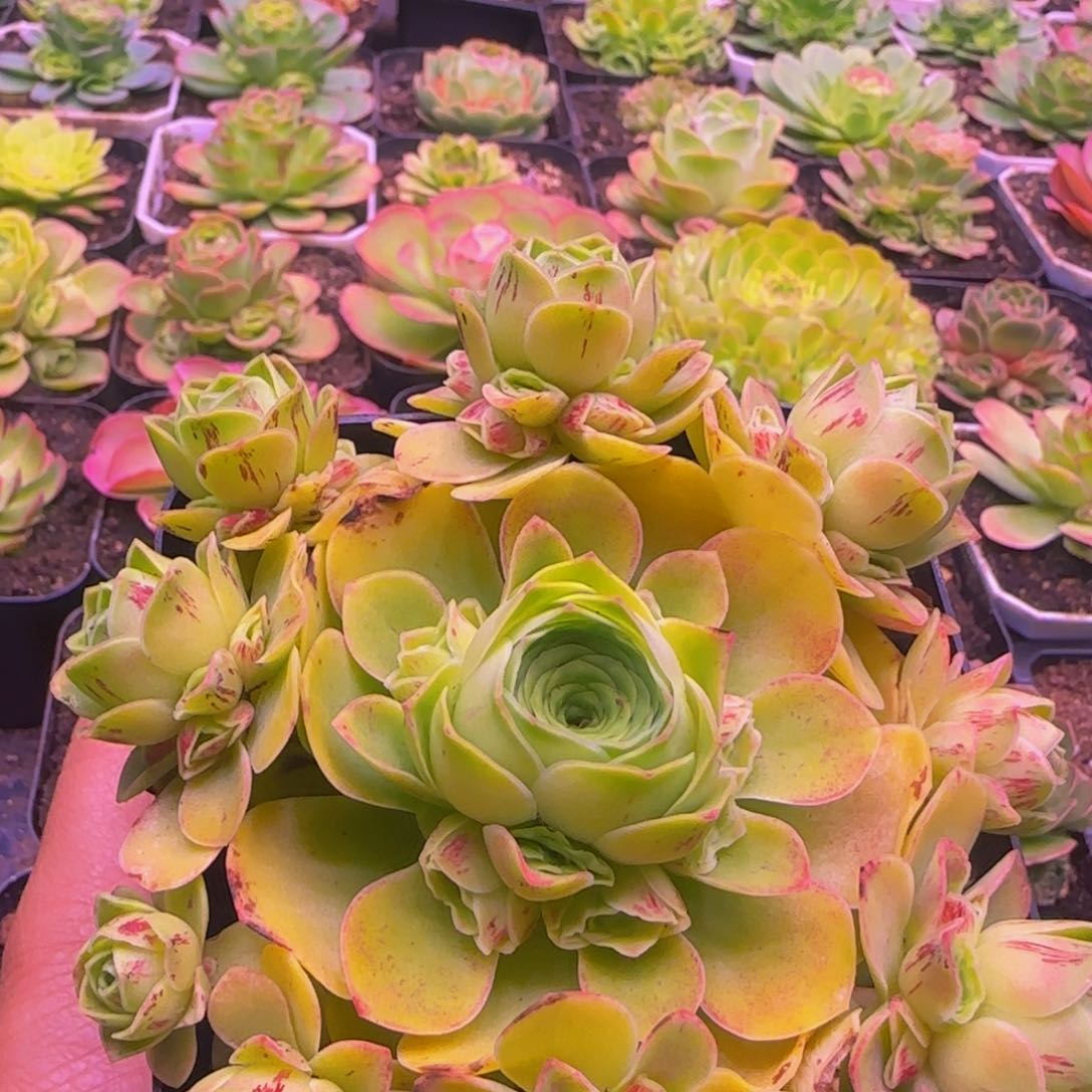 剪影132343767676767575