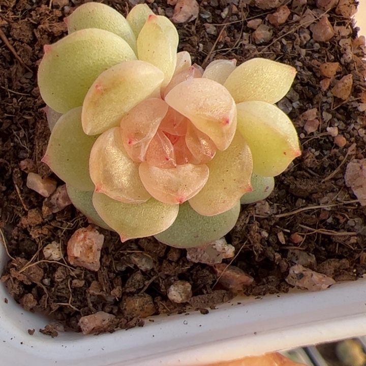 157 一物一拍，精品糖心，尺寸不大介意勿拍