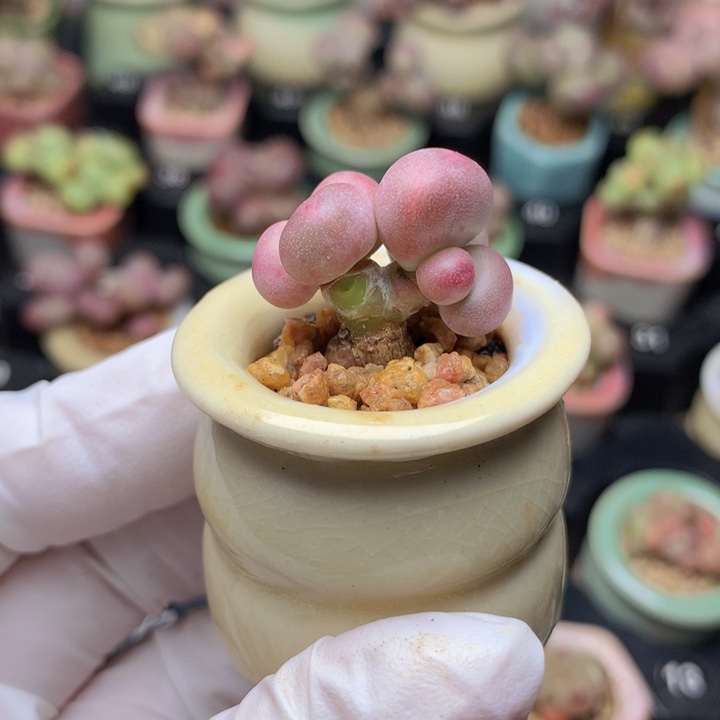 红宝石石化锦 有锦线有血斑 树杈 稳定 