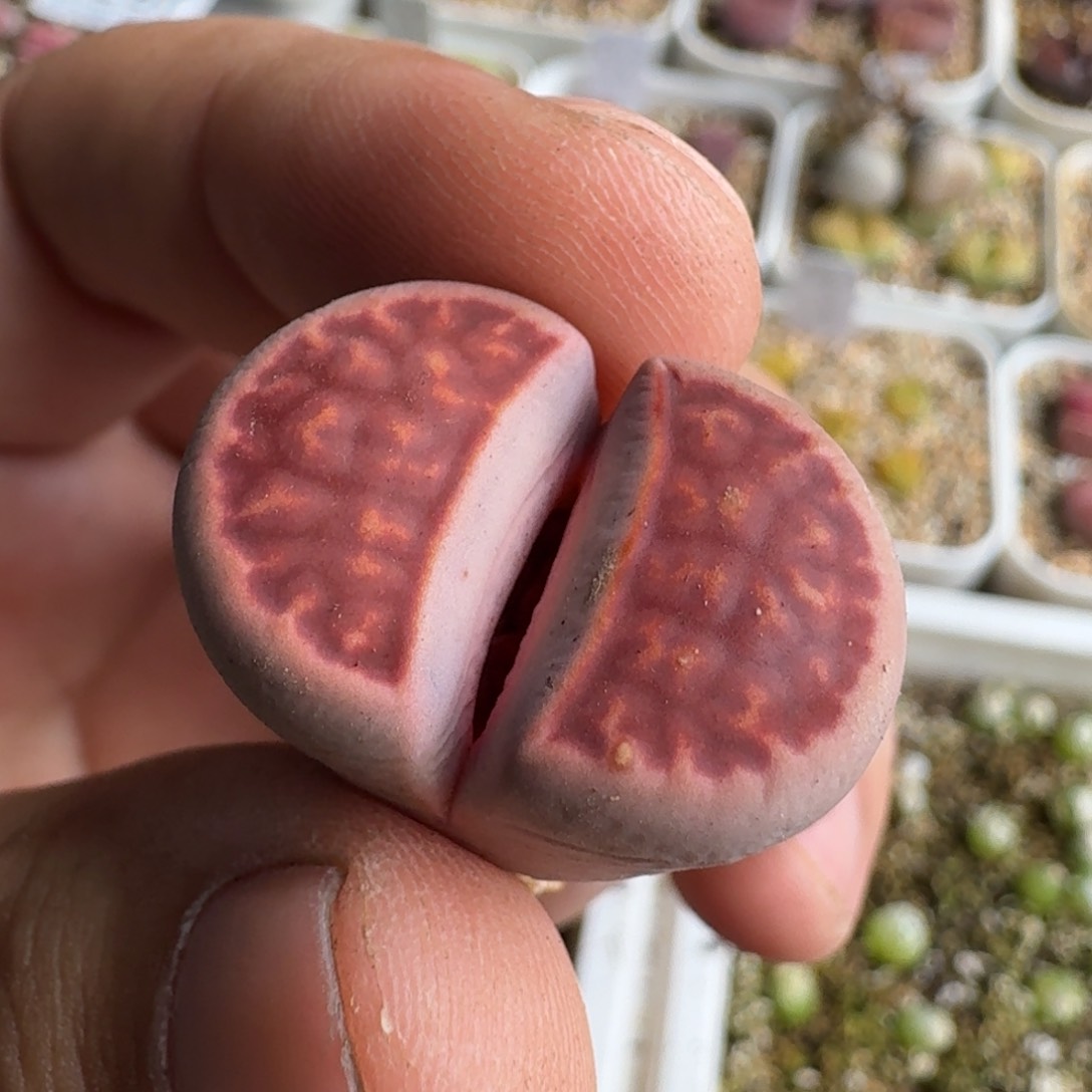 J986园艺新品紫红窗紫花纹母本