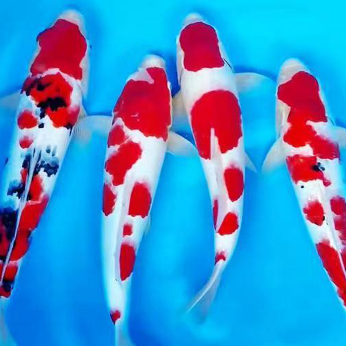  宋好运锦鲤观赏鱼（301～500）