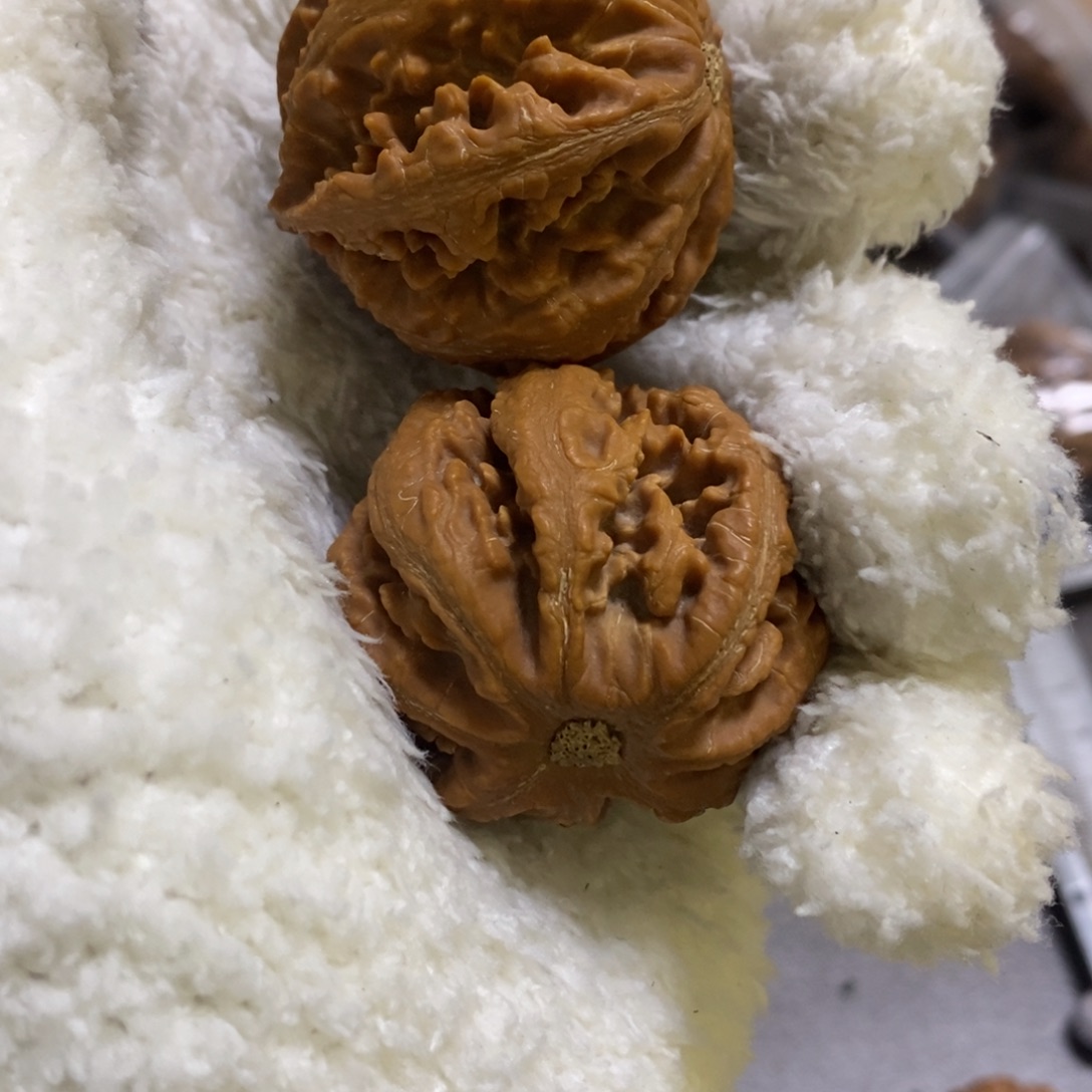 奶***油秦岭南北缘和灯笼