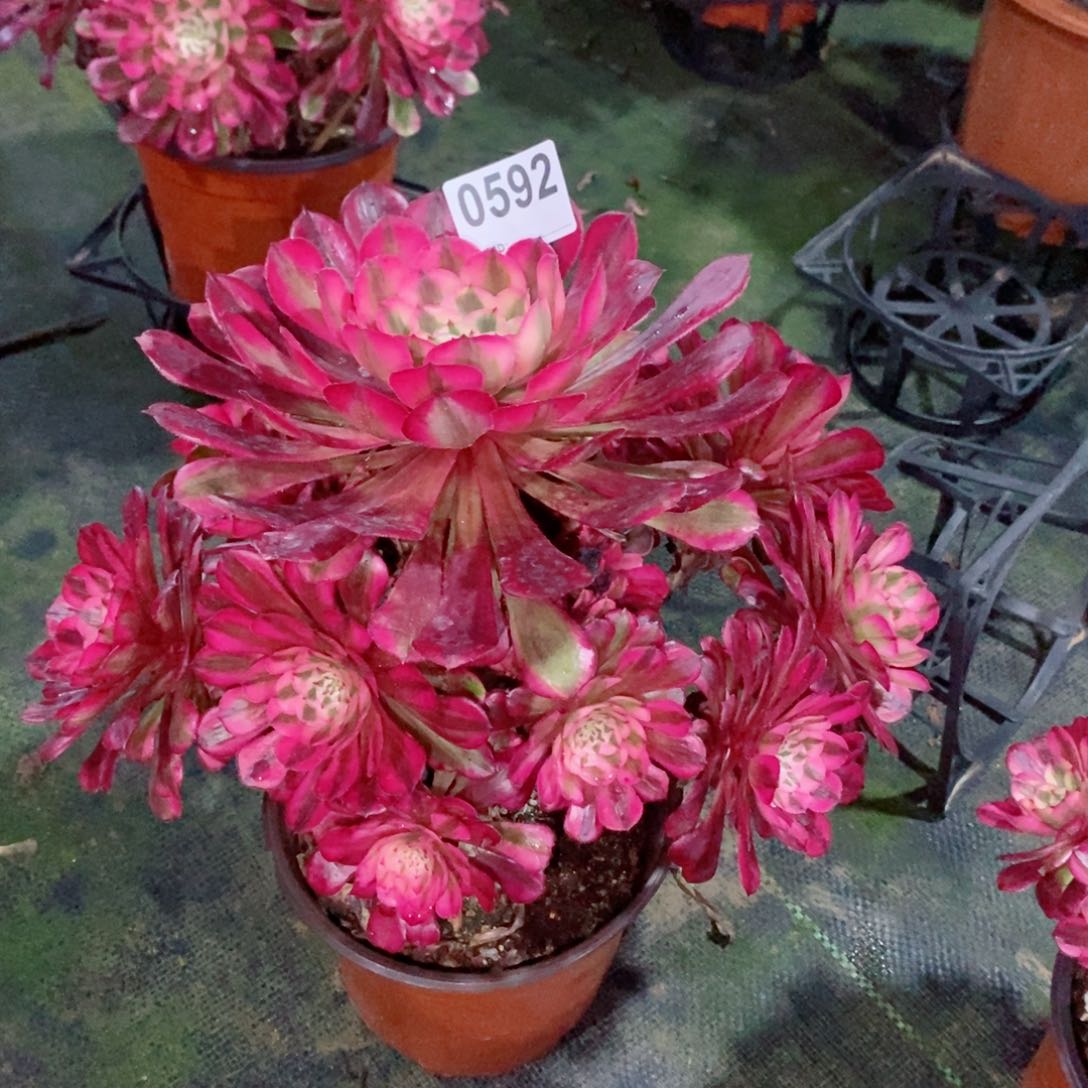 红铜白592多肉1111