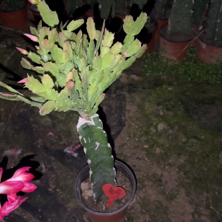 用***6当前无花栽培后可以开花双喜104