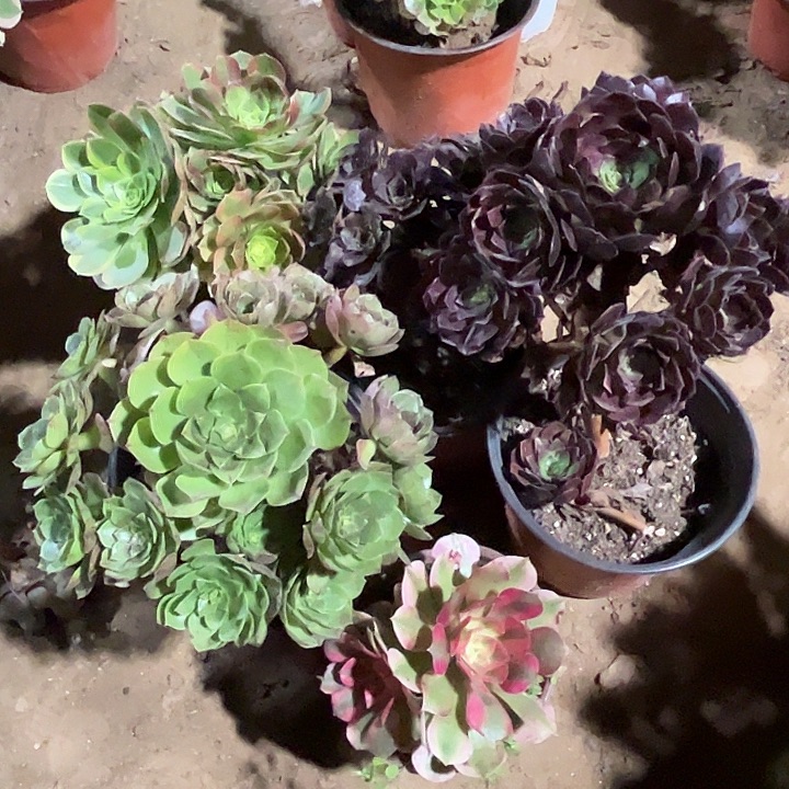 433多肉植物组合瑕疵特价，