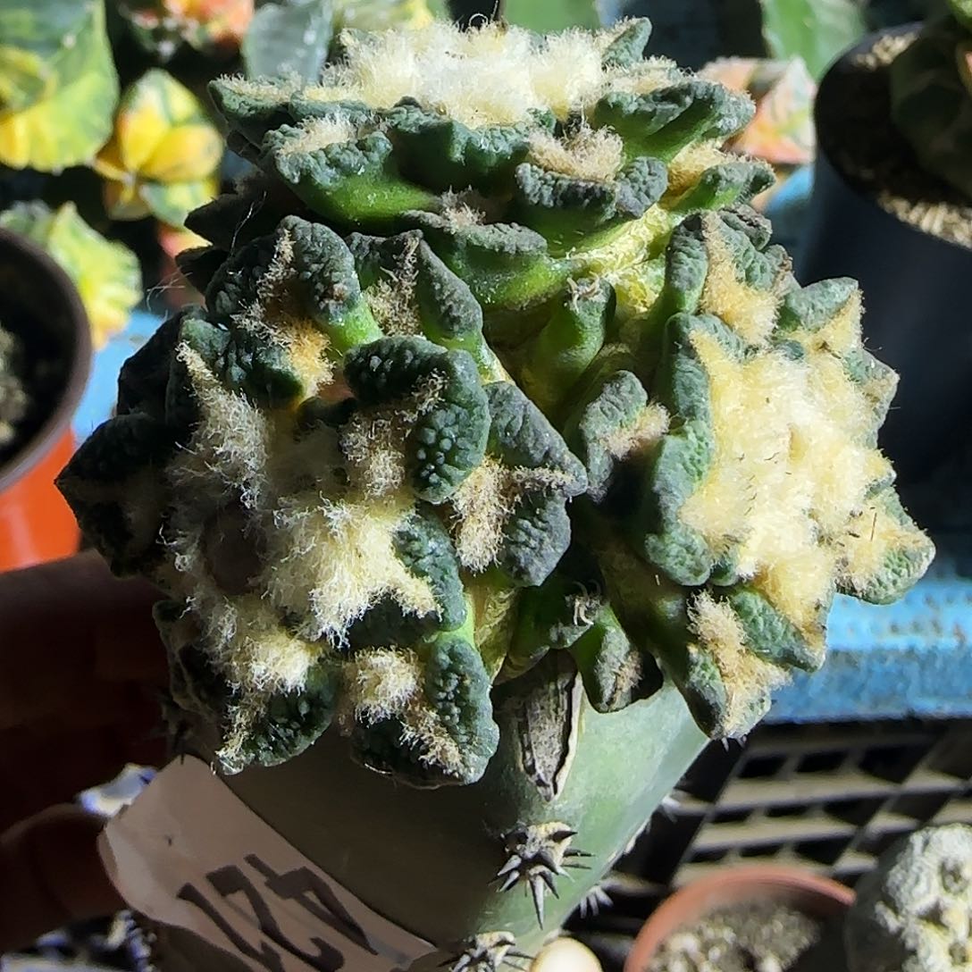 三头黑牡丹421仙人球开花