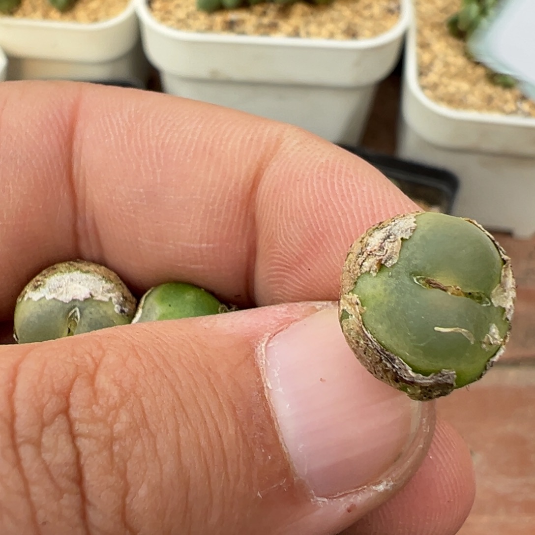 22-64肉锥多肉植物