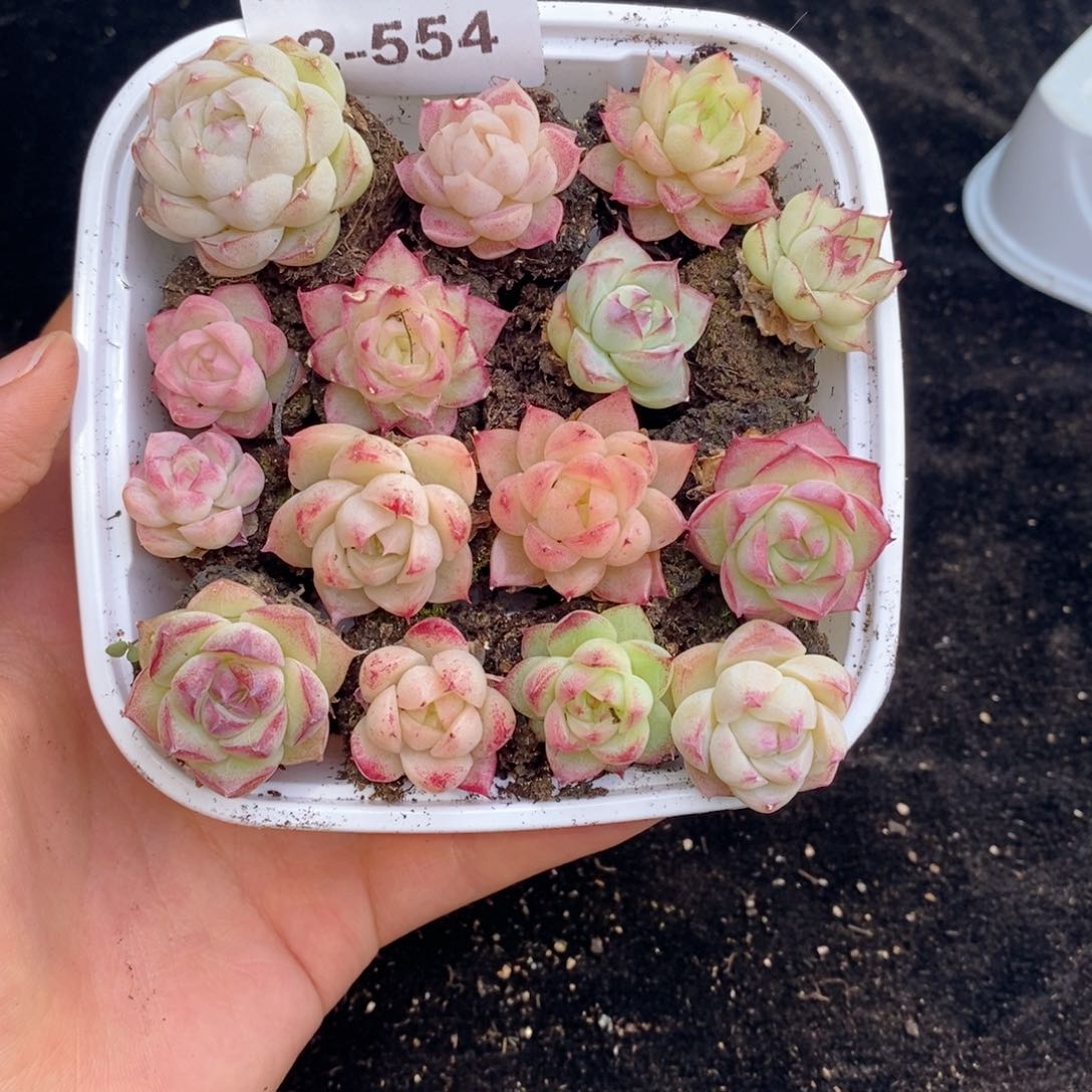 2-554 新疆西藏内蒙不发其他12.8包邮两到三公分多肉