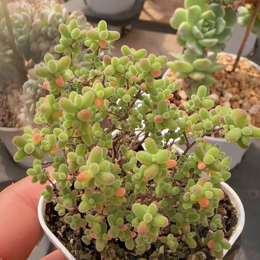 糖球群一颗脱土发货