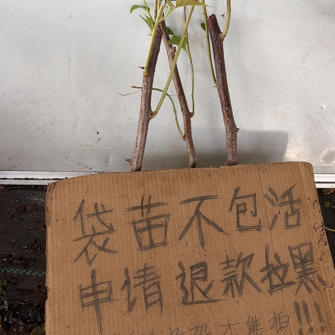 金***洋当前无花栽培后可以开花袋苗盲盒三颗