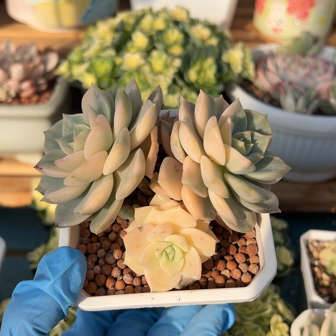 白牡丹锦，多肉植物