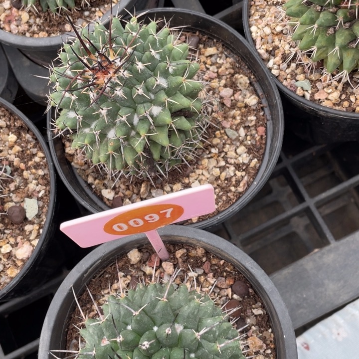 福***姊实生白龙丸00970000000