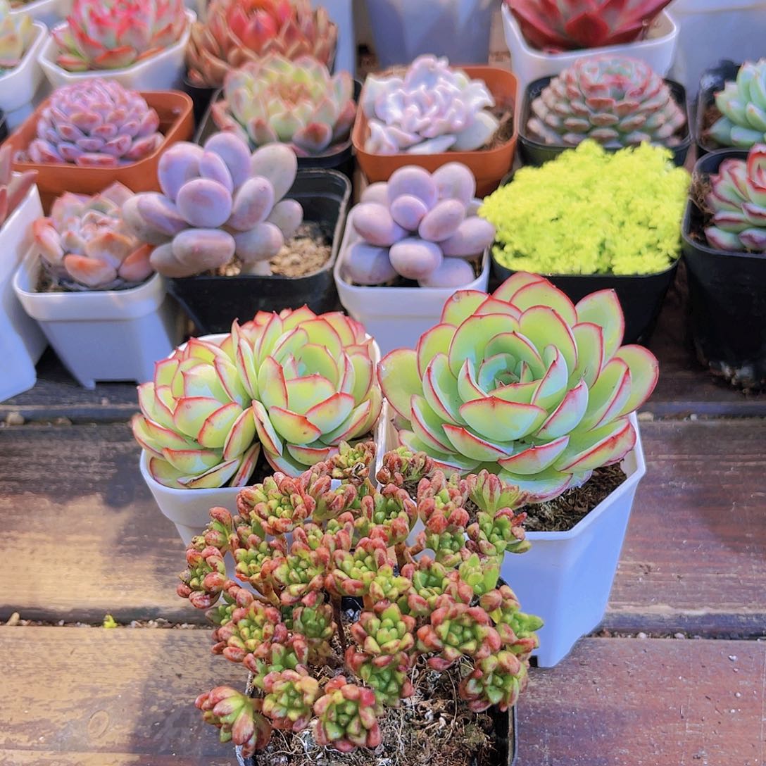 牡丹亭3盆➕小人祭福利