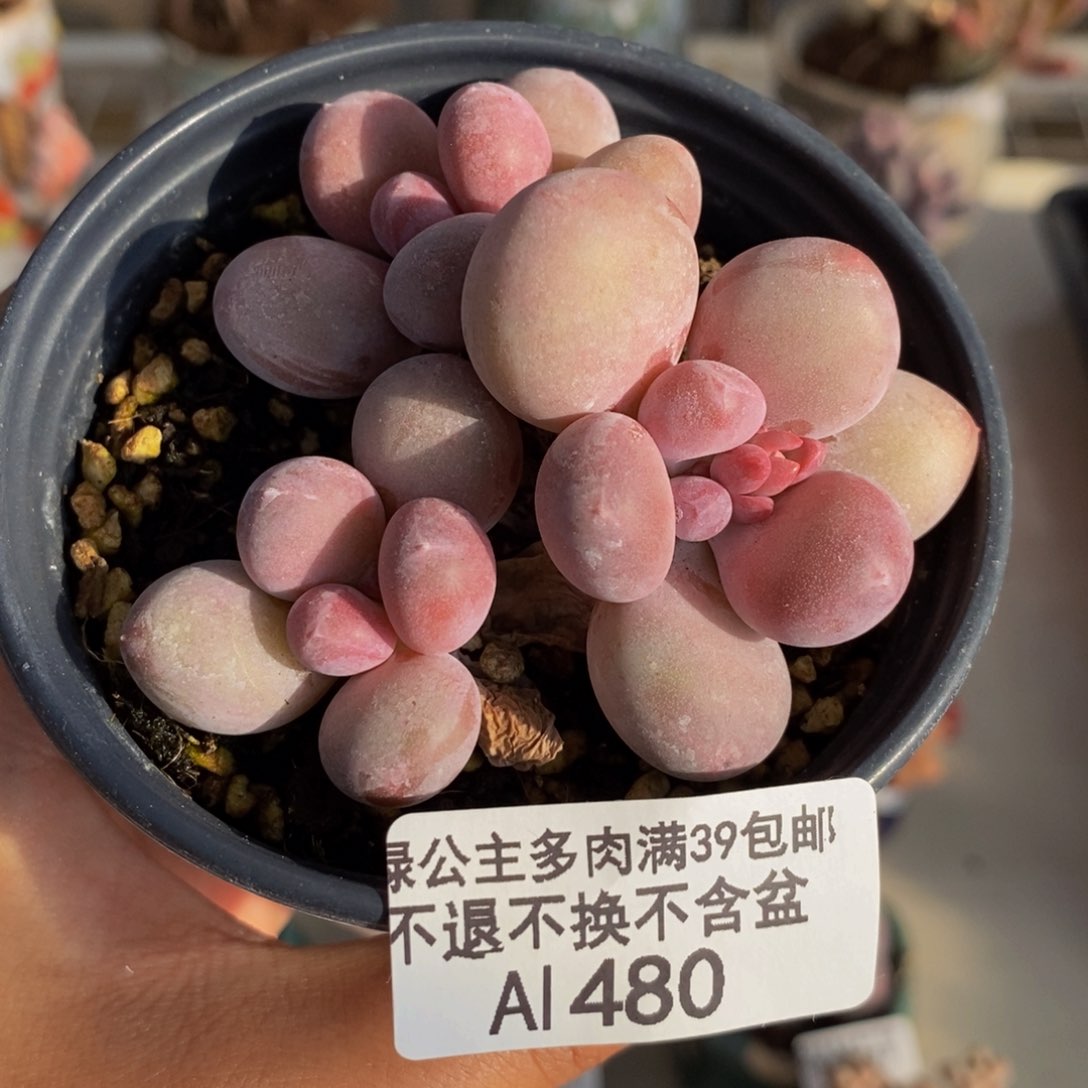 480蛋黄奶多肉7c m