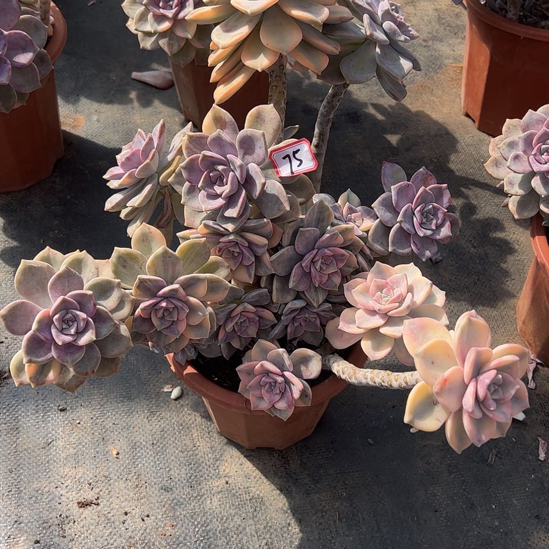 追****75号紫乐锦，一物一拍