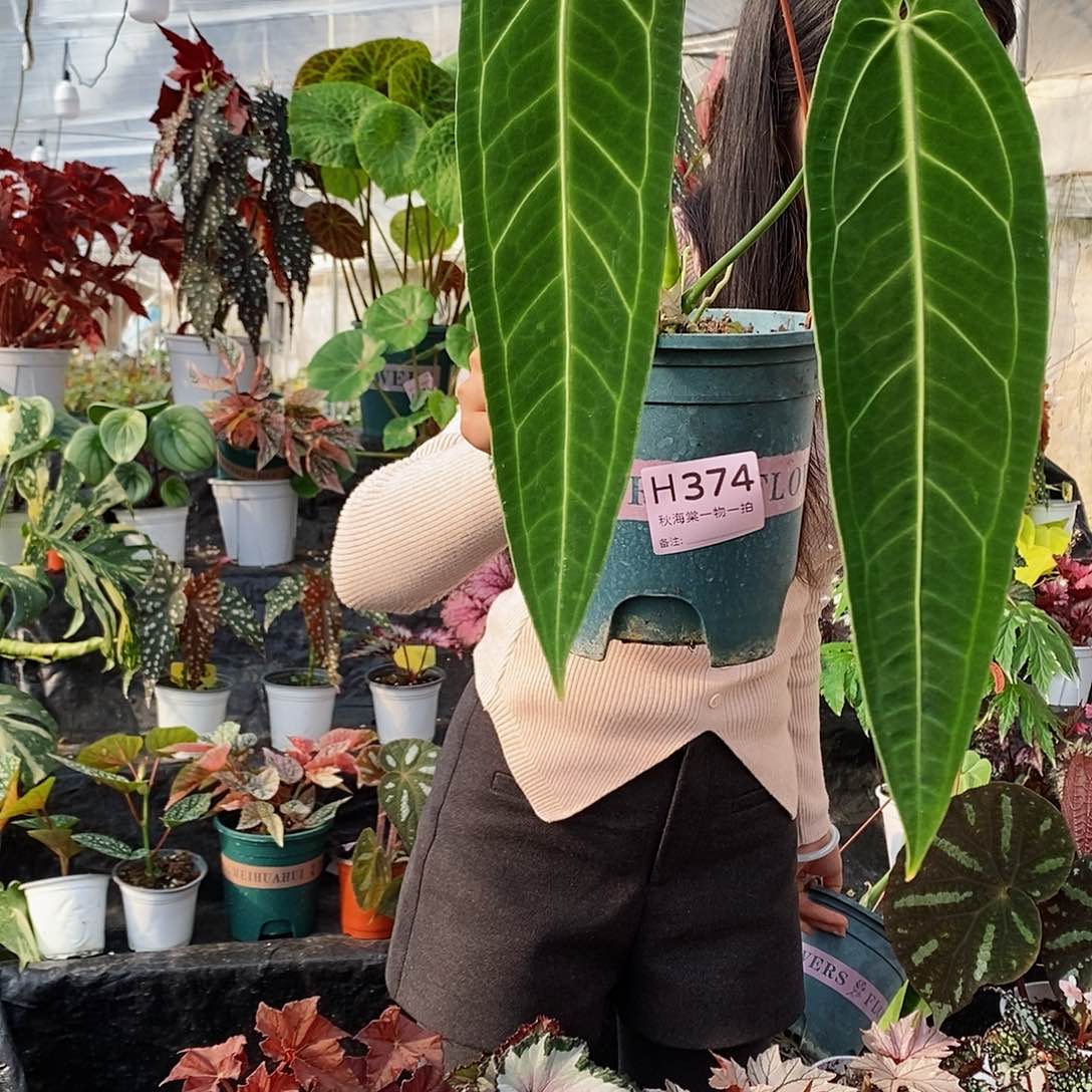 不开花植物?****?秋海棠374