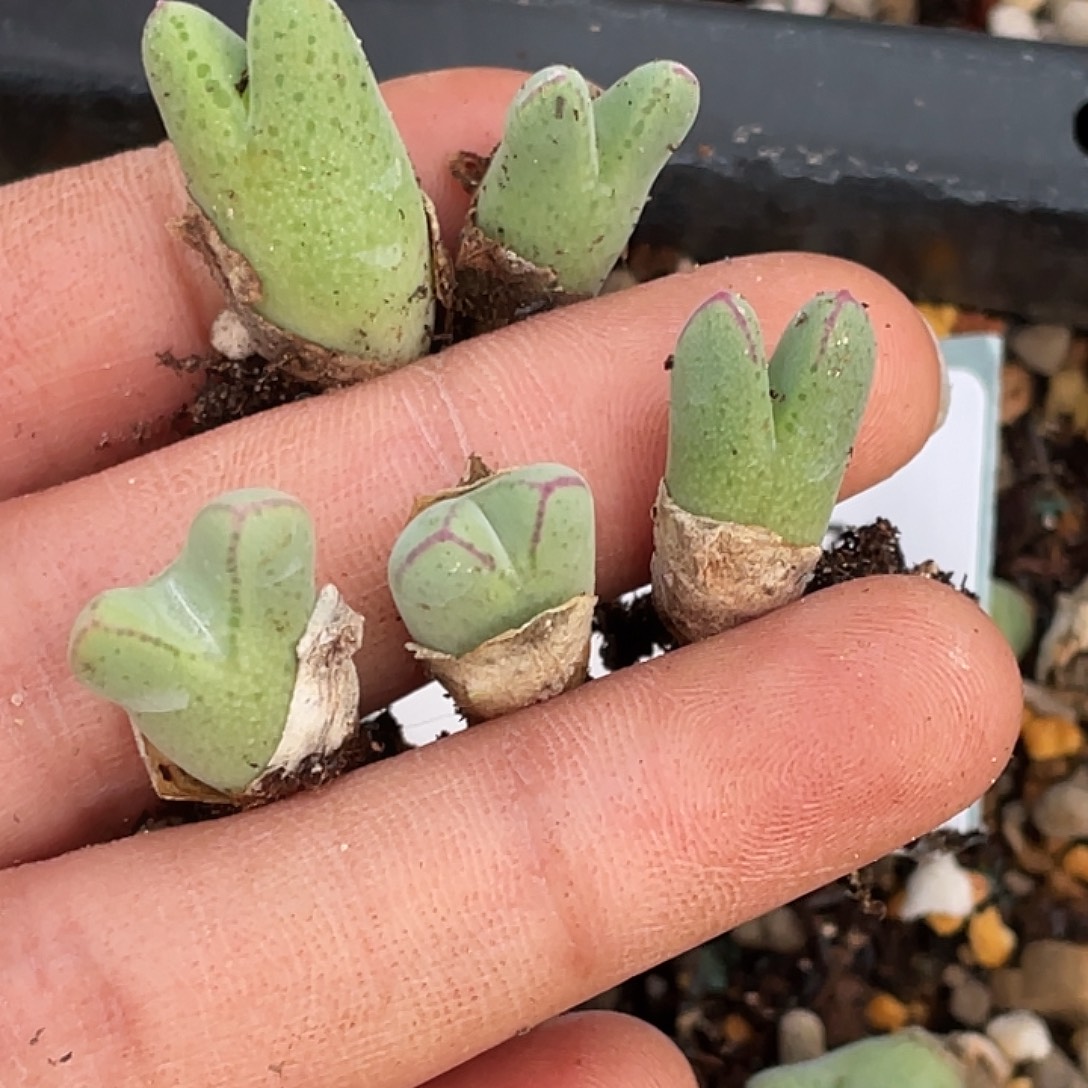 暖***暖26-170肉锥多肉植物