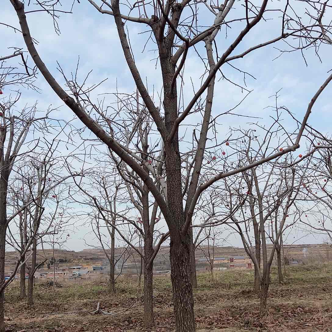 无花朵柿子树柿子树