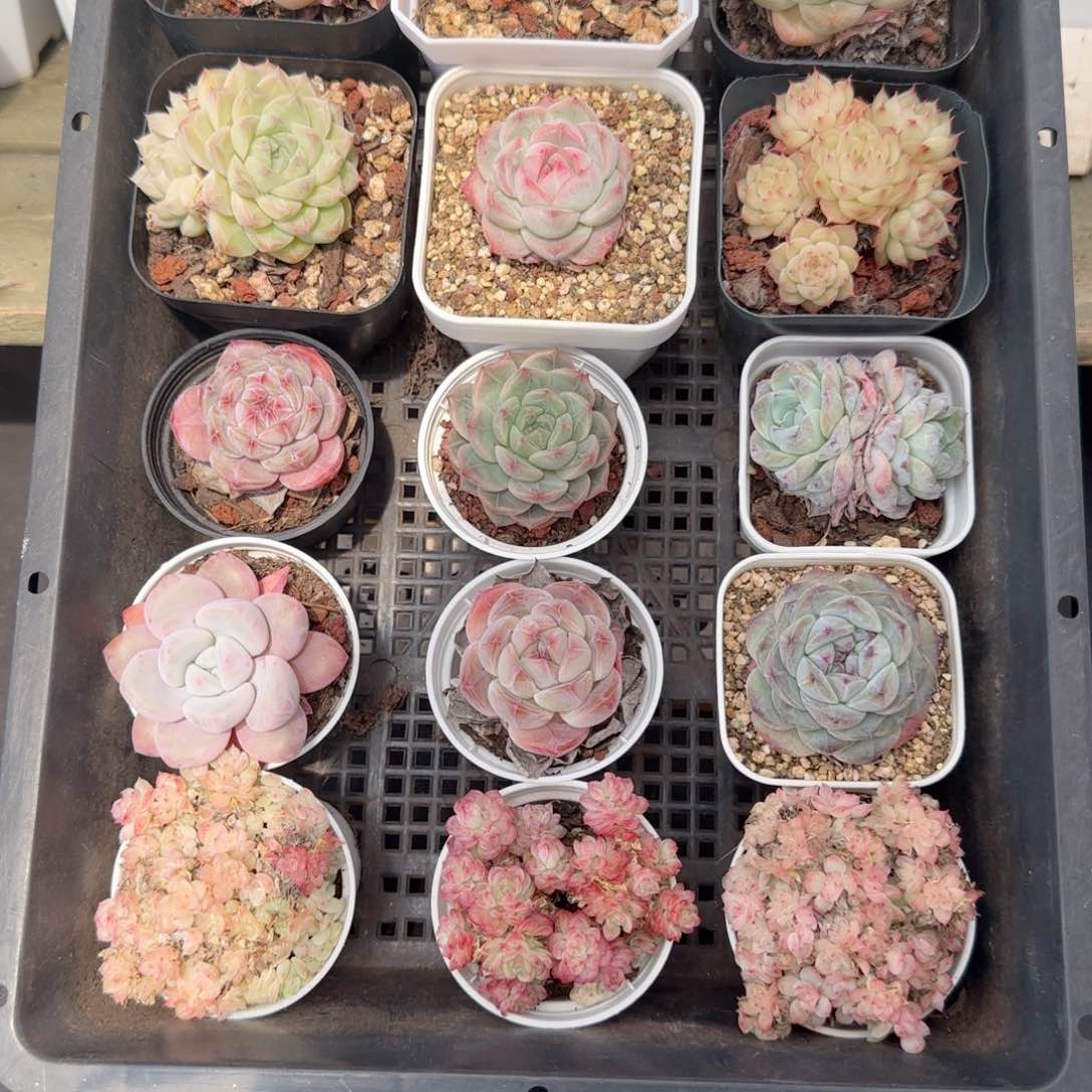 框拍框拍0218-121