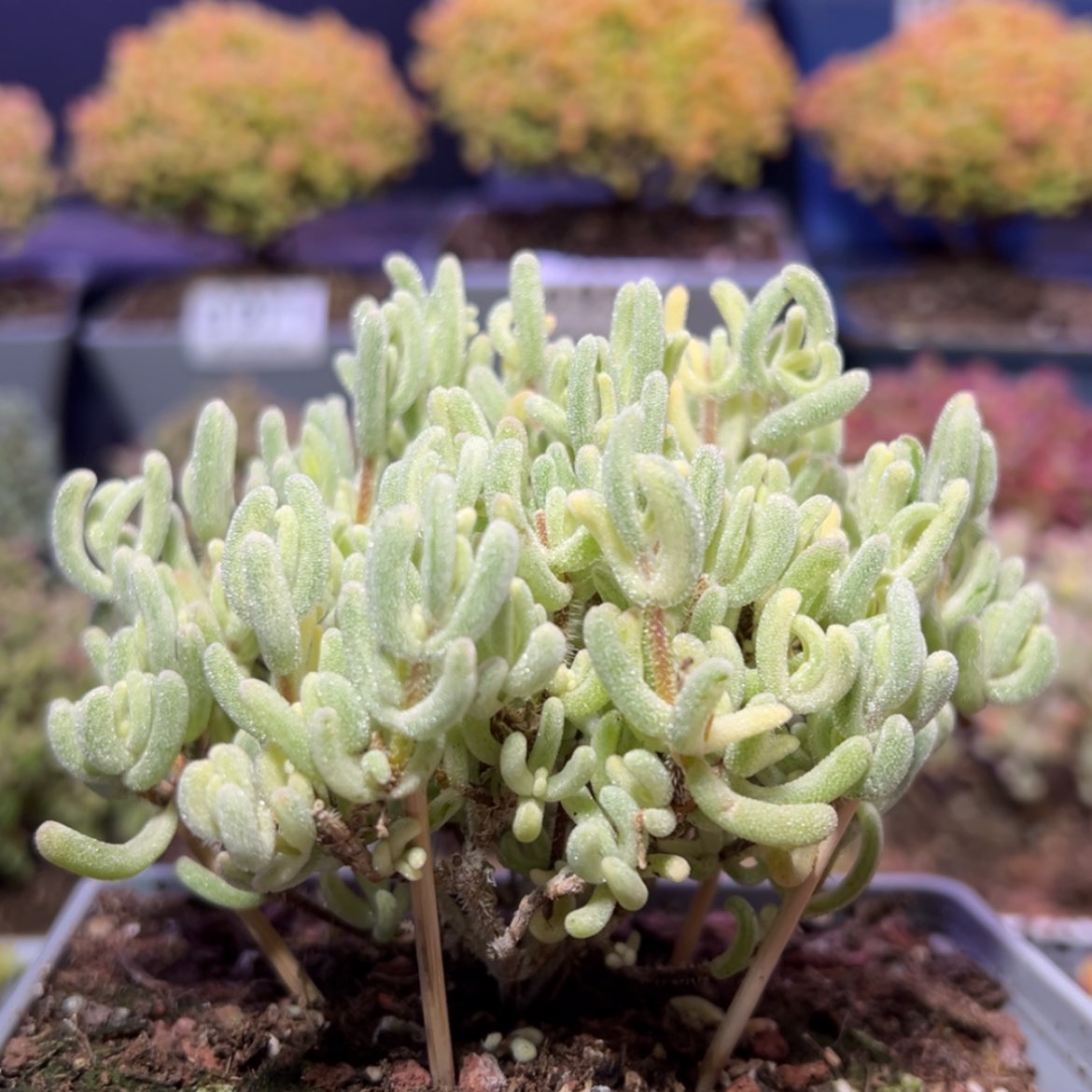 【闪购商品】d952橙叶锦冠幅10cm