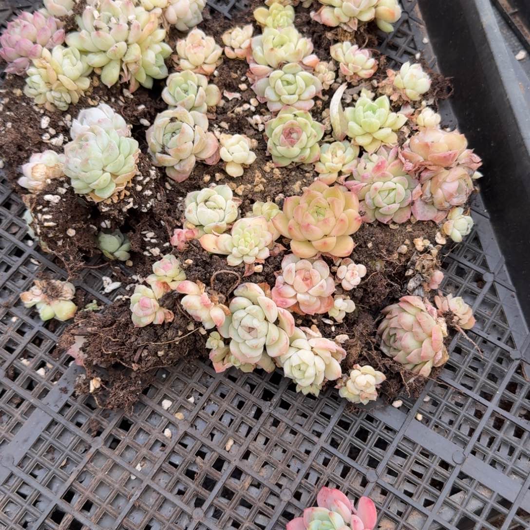 多肉杂交一物一拍9-9