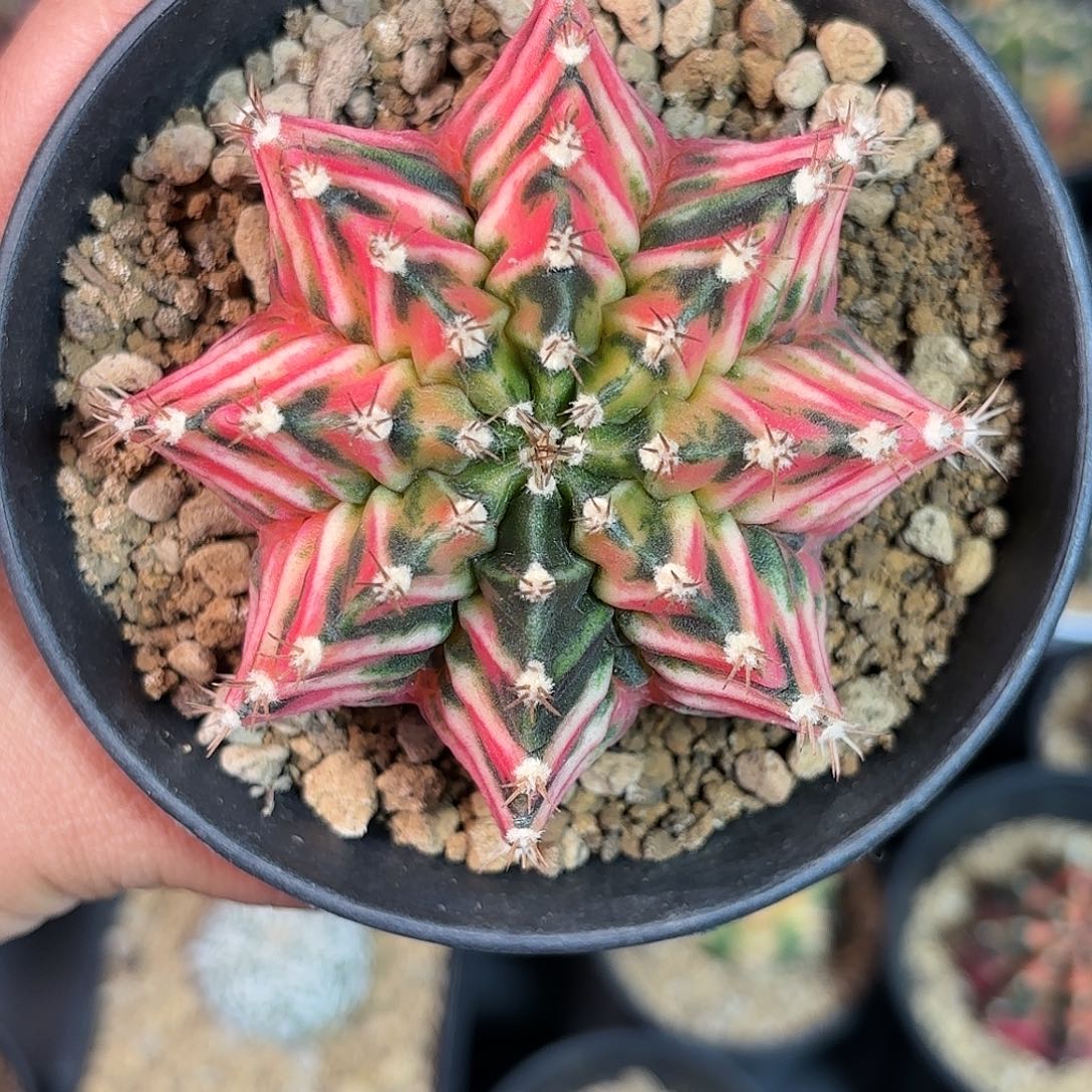 泰系实生米哈仙人球