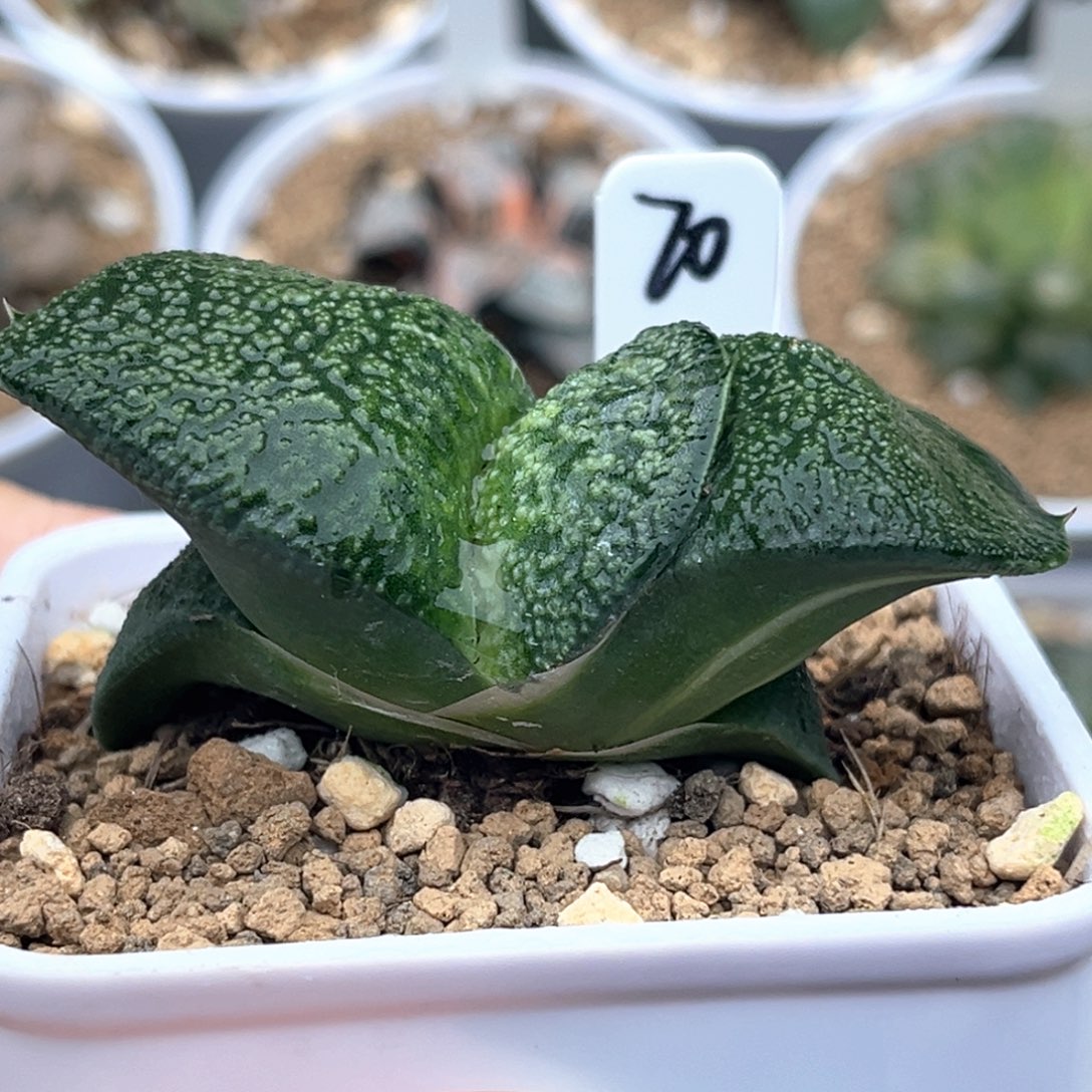 70卧牛少锦十二卷多肉