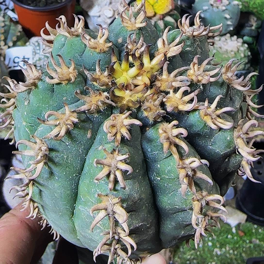 大猫爪060仙人球