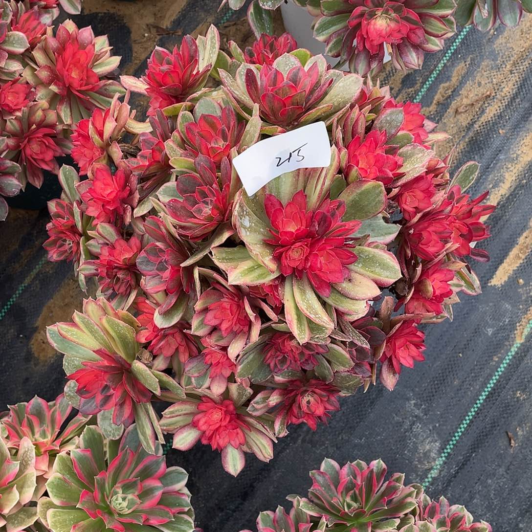 215111111111111111111