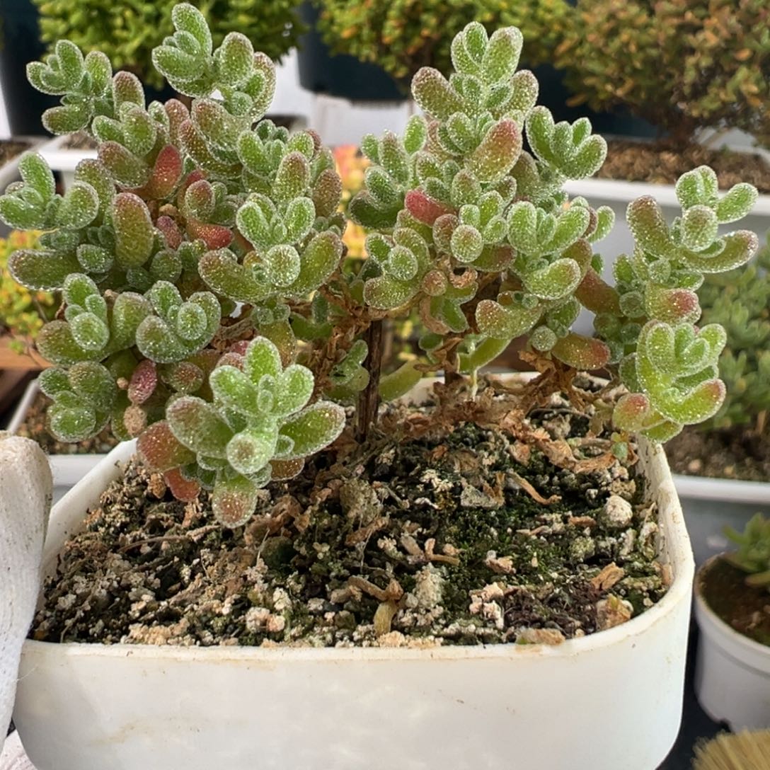 D2760冰晶一物一拍