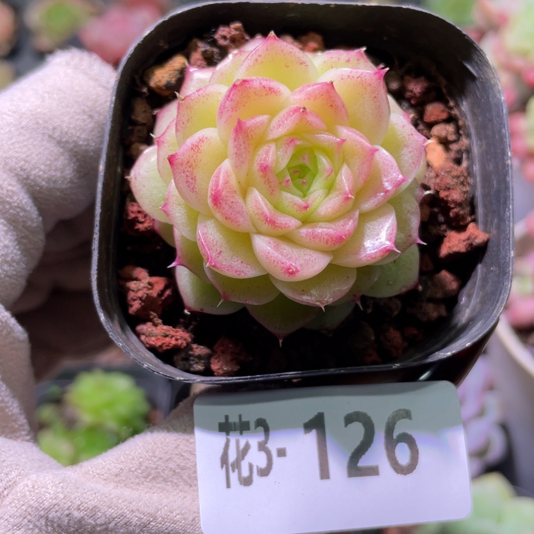 花利美3-126麦秆单头