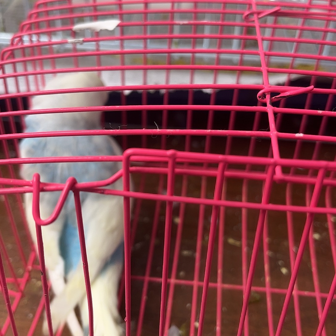 虎皮鹦鹉金彩鹦鹉