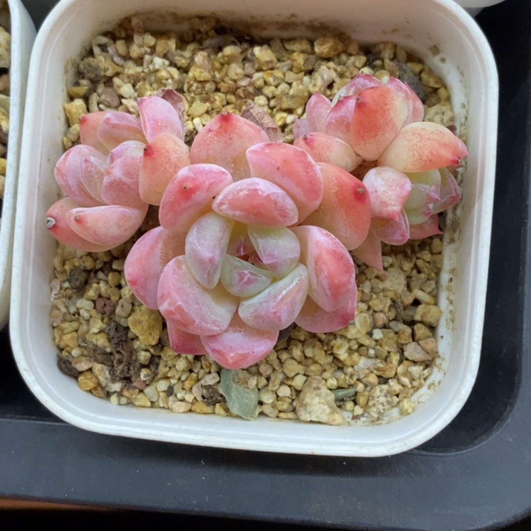 精品肉一物一拍不包整500