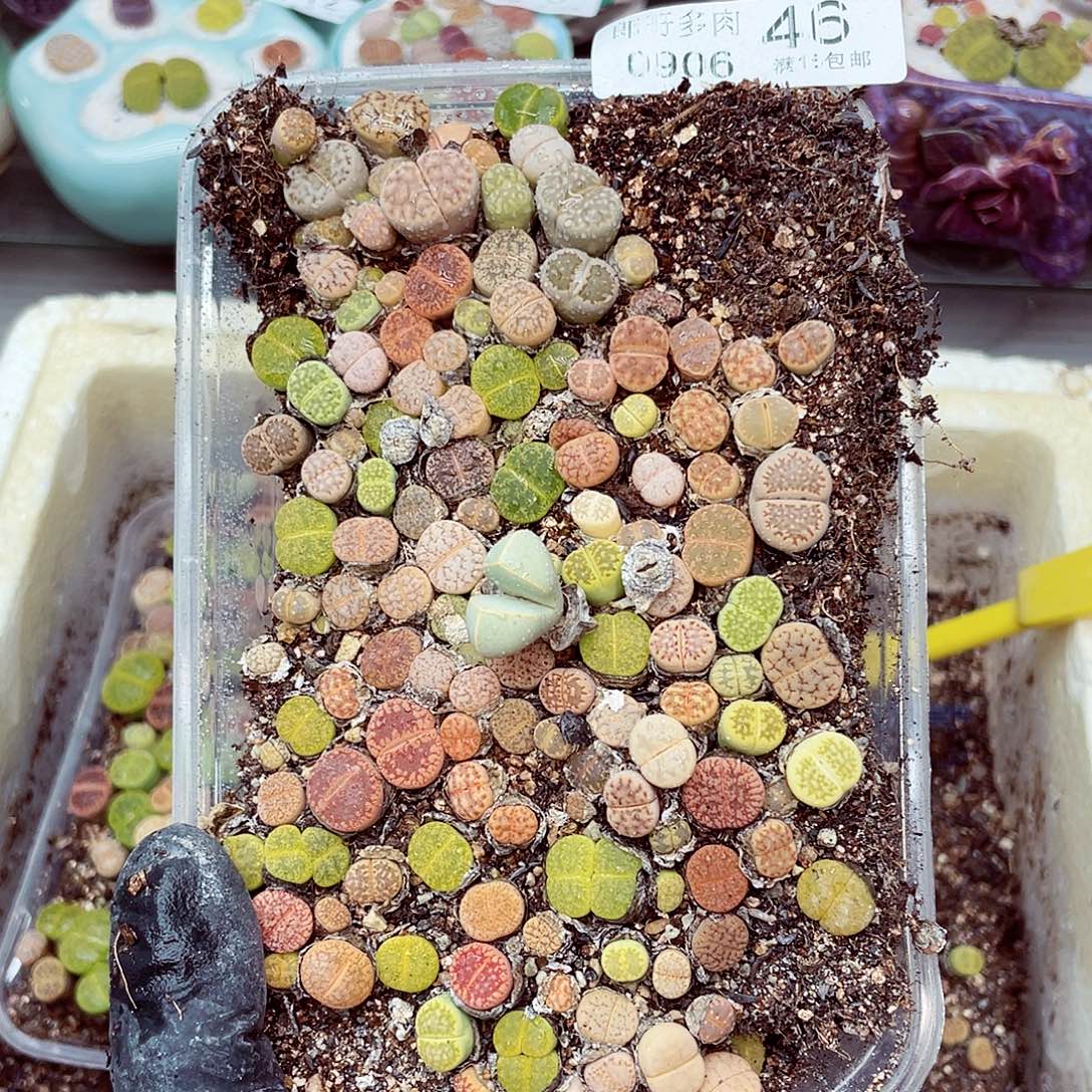 生石花18包邮0906-46