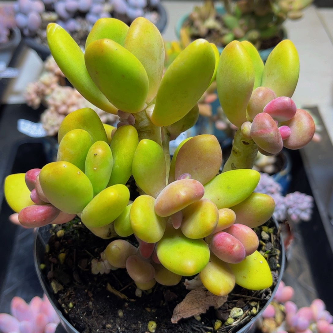 263芒果奶（8头）多肉植物