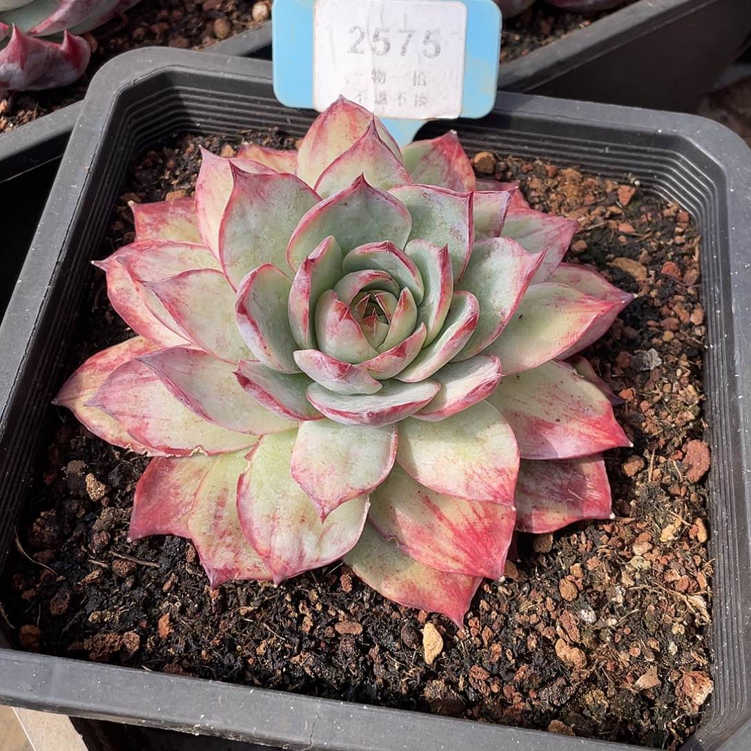 淡***道惊鸿仙子单头2575号寄养