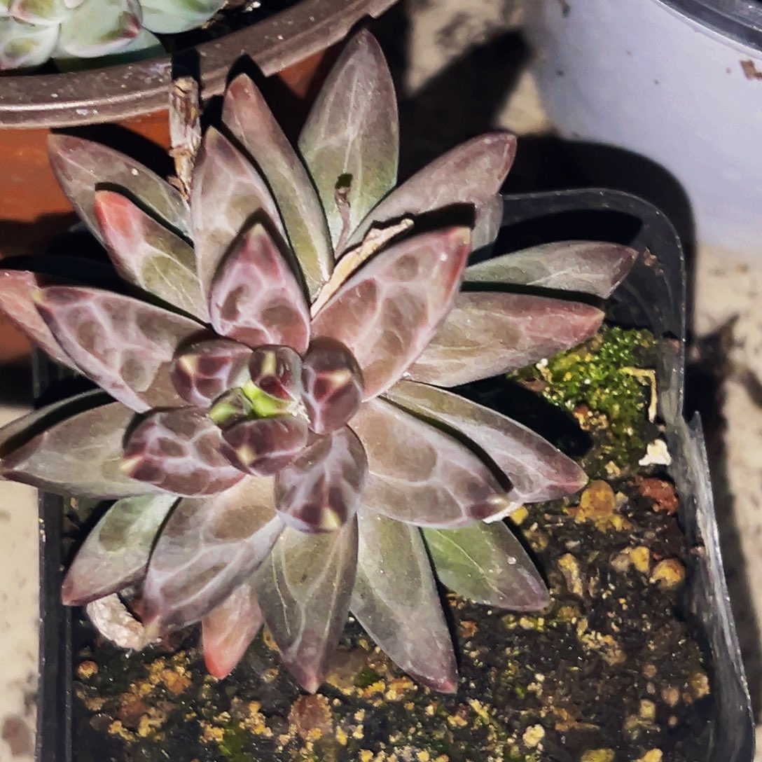 桔云多肉美人精品系列