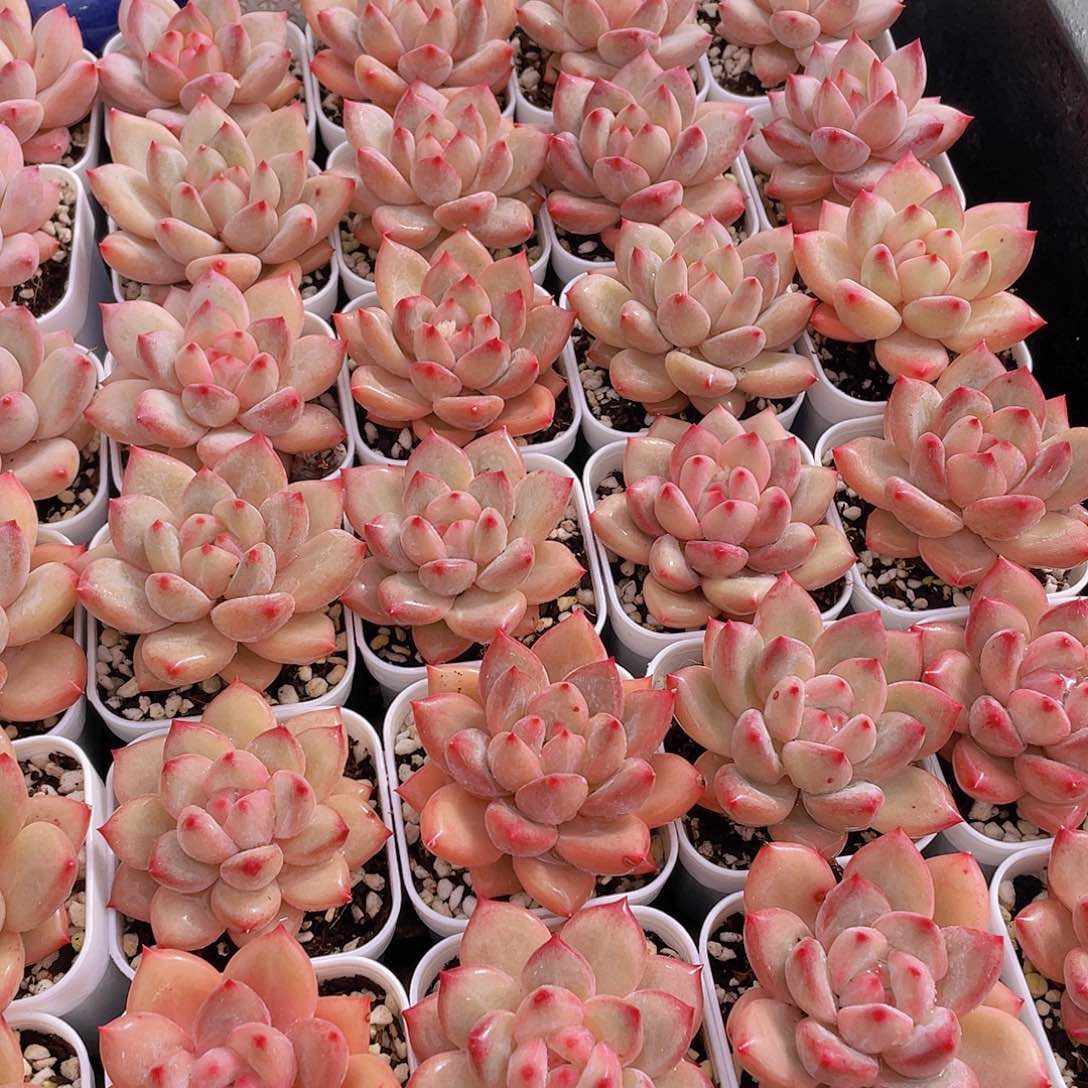 量拍111号 香克斯美人单头一个