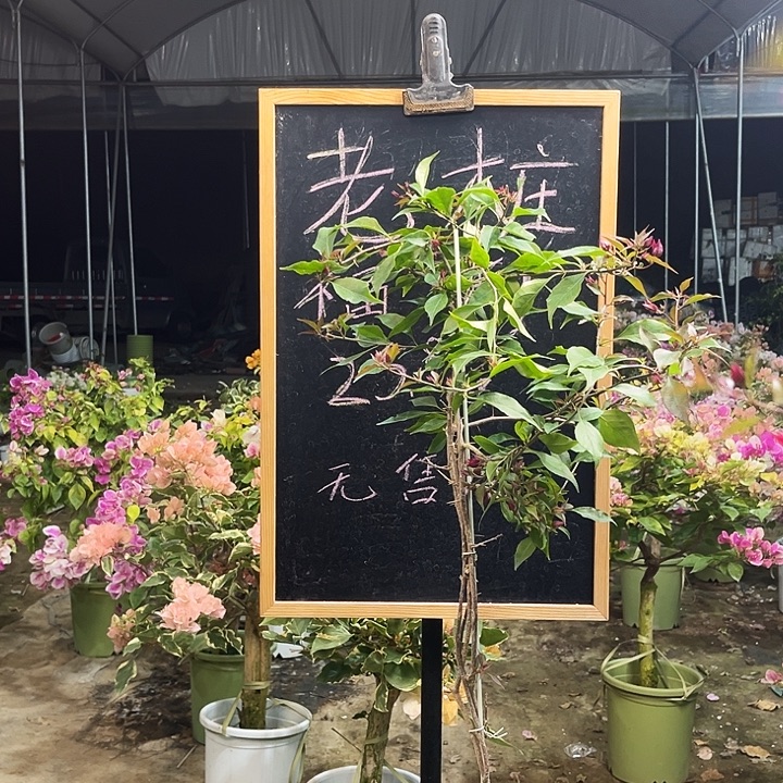 完全开放三角梅2731