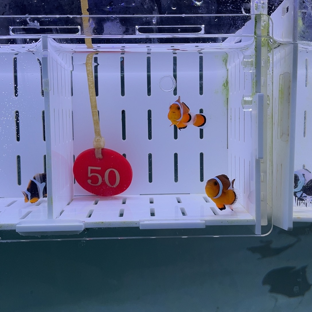 海水鱼公子3+4+厘米