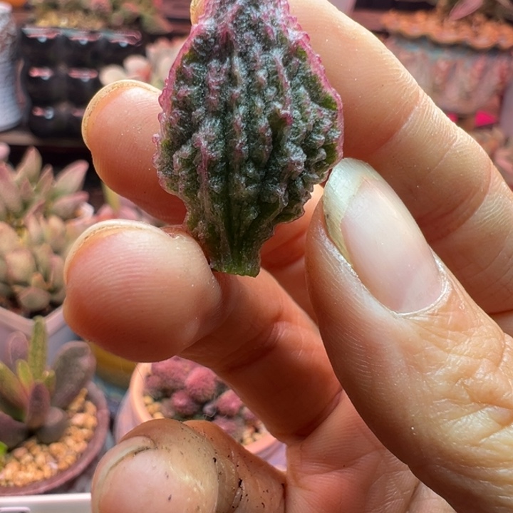 爆***珠吉祥如意等名家的作品