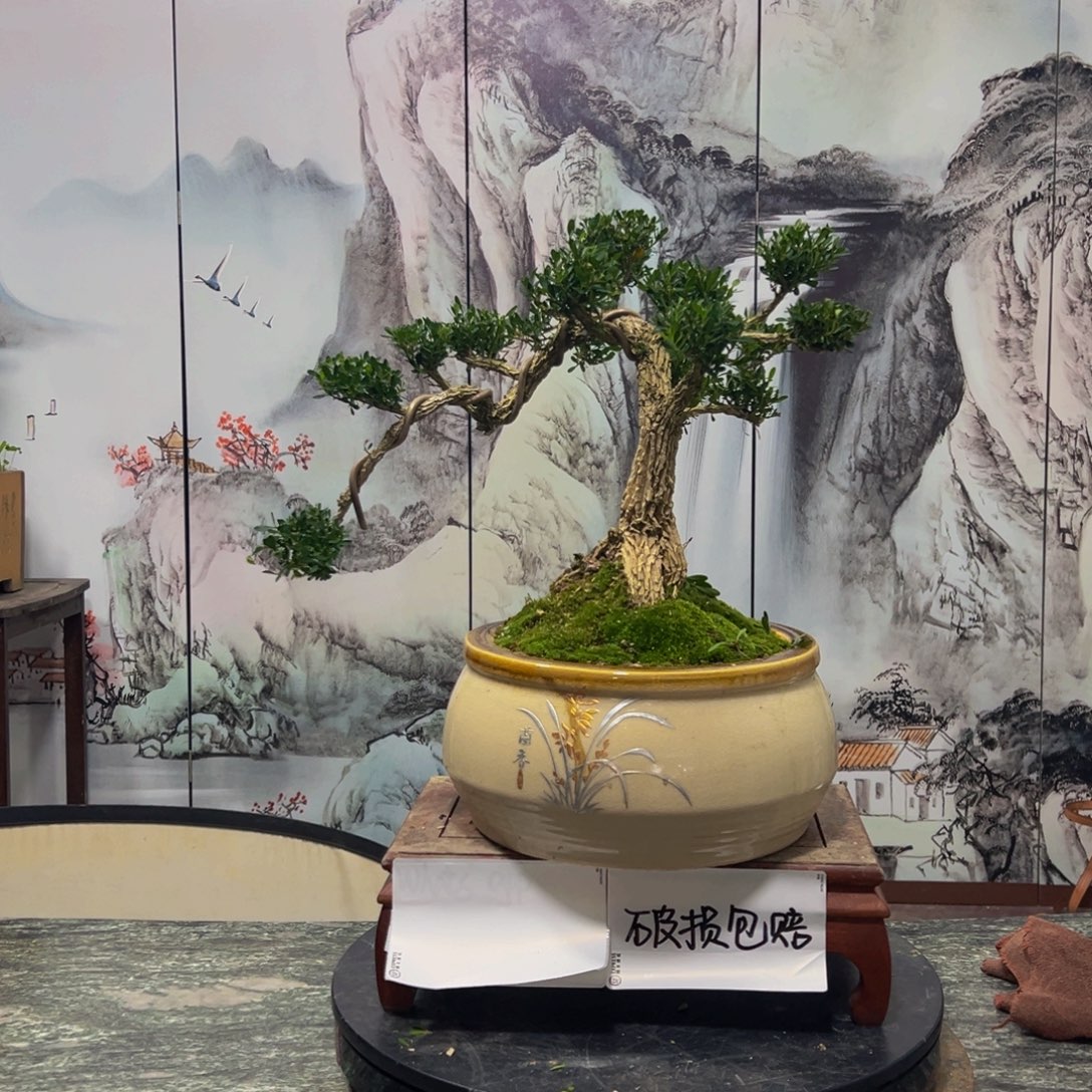 无花朵广东皱皮雀舌黄杨