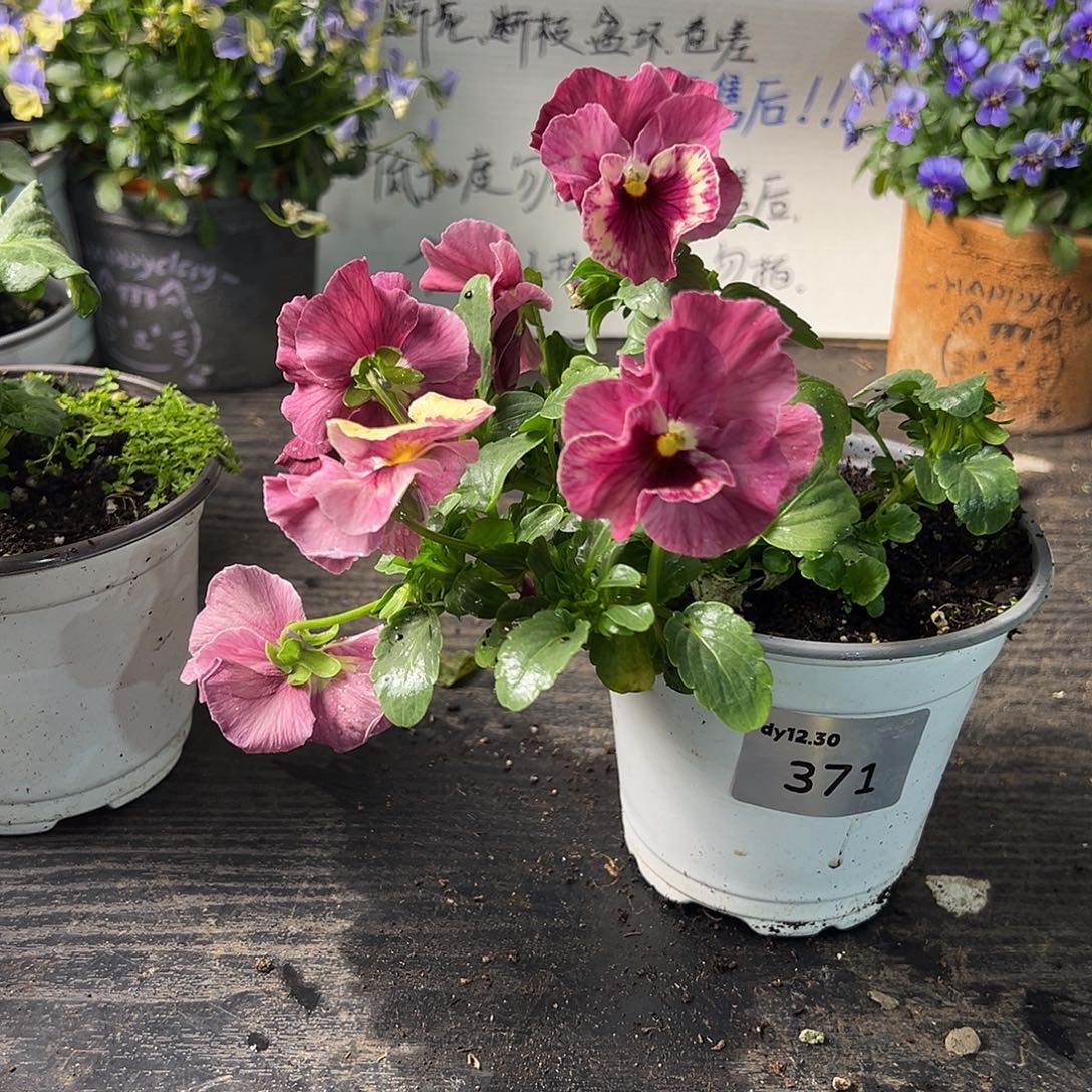 当前无花朵，栽培后可花朵371号