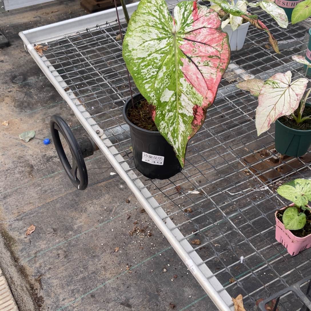 Z***衍无花朵          239月亮之上不包售后