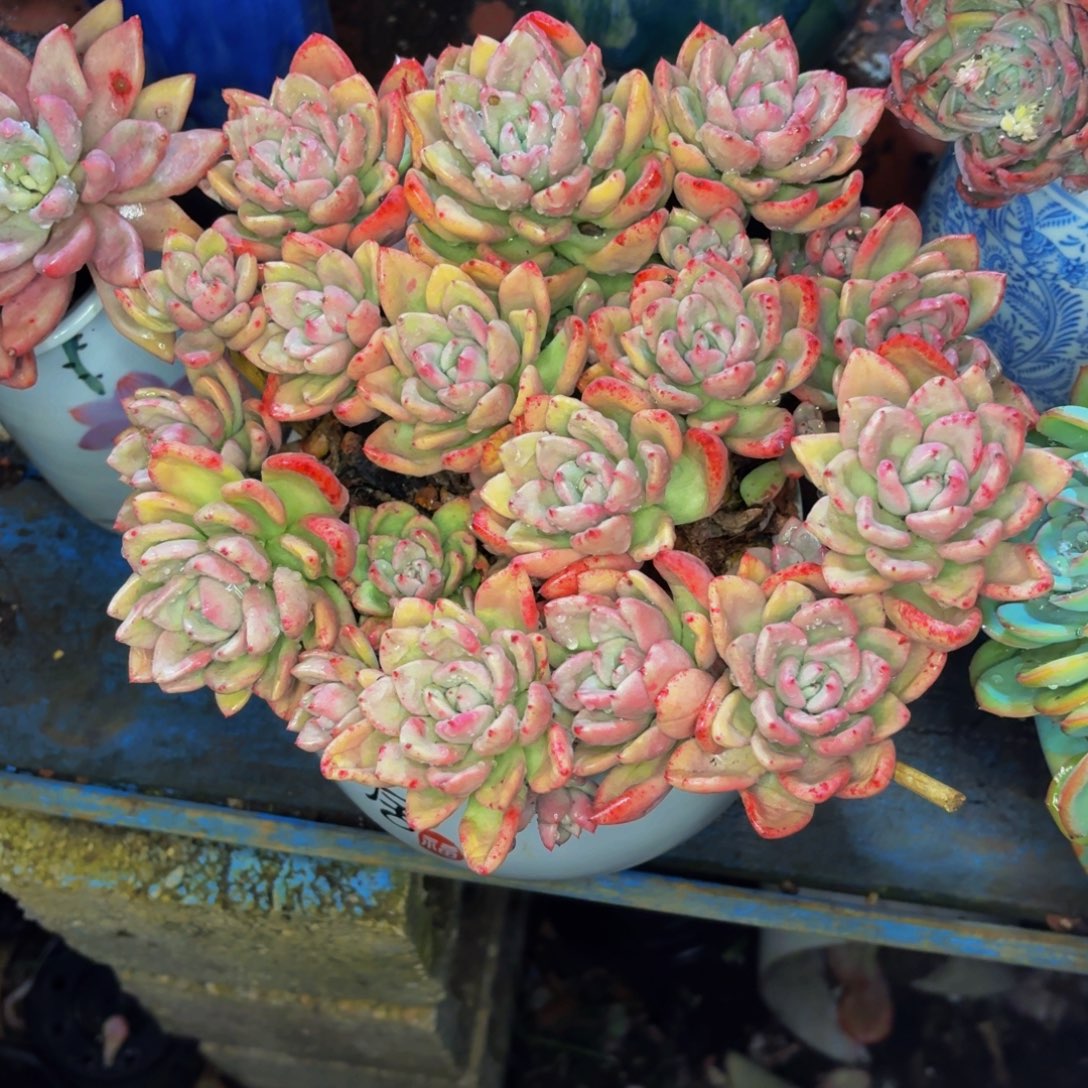 三***姐老桩精品肉肉奶油鳄梨带盆