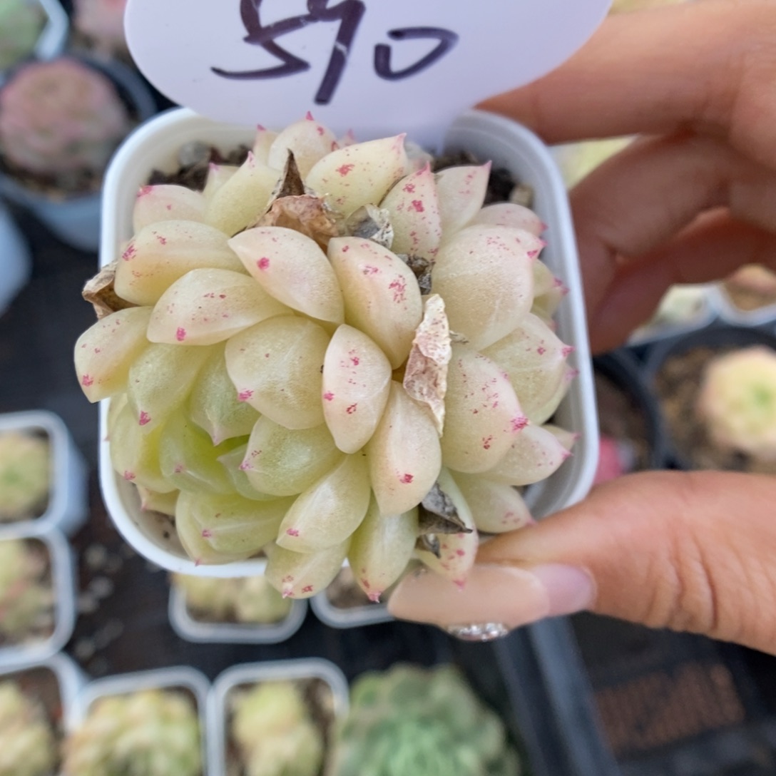 k***n青柠麦秆590号。    