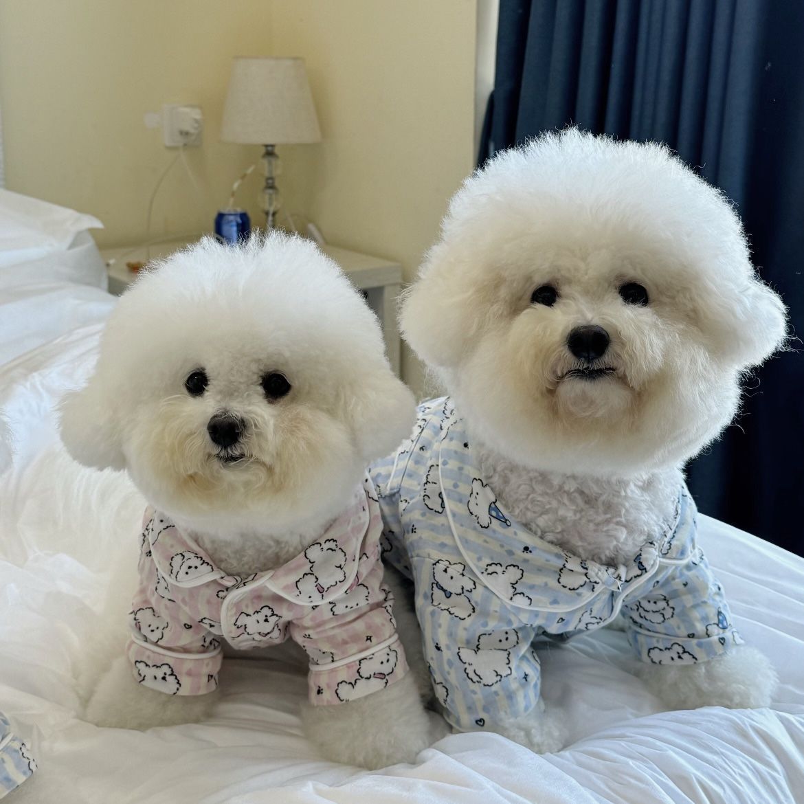 狗狗睡衣情侣装春秋款保暖家居服可爱衬衣小型犬泰迪比熊秋冬衣服