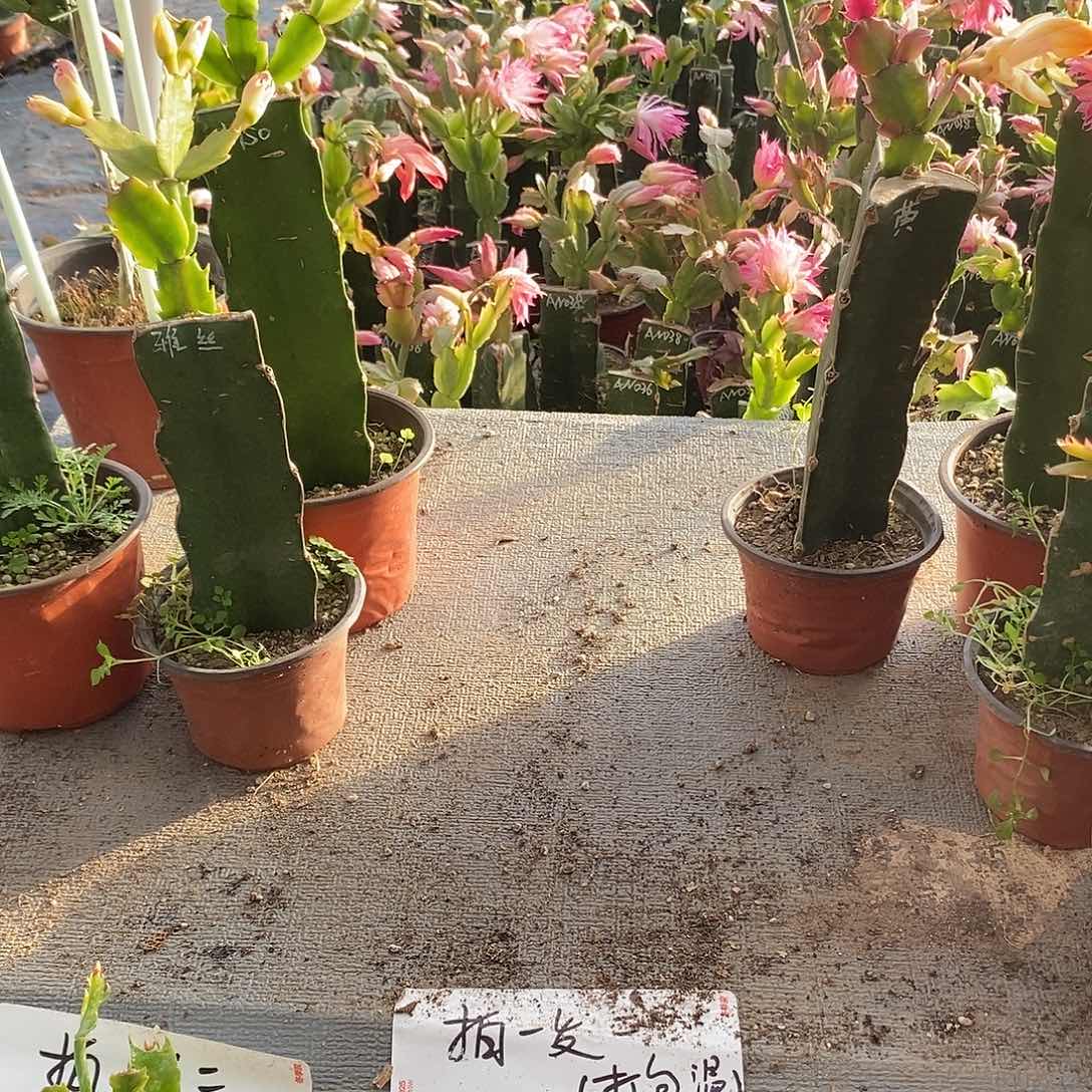 你***？全部花朵黄色重半福利