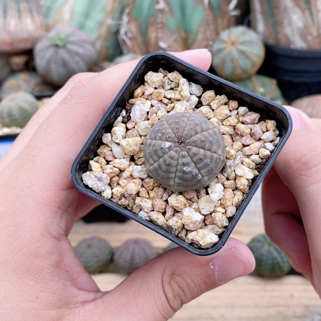 欧系实生布纹球多肉植物